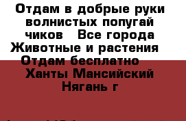 Отдам в добрые руки волнистых попугай.чиков - Все города Животные и растения » Отдам бесплатно   . Ханты-Мансийский,Нягань г.